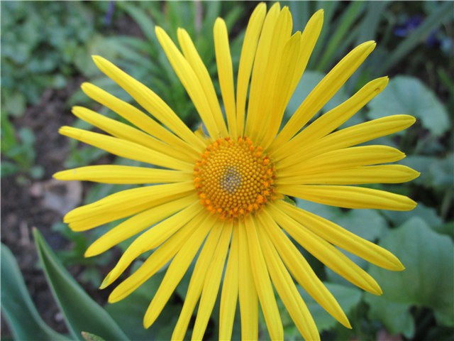 doroncijum